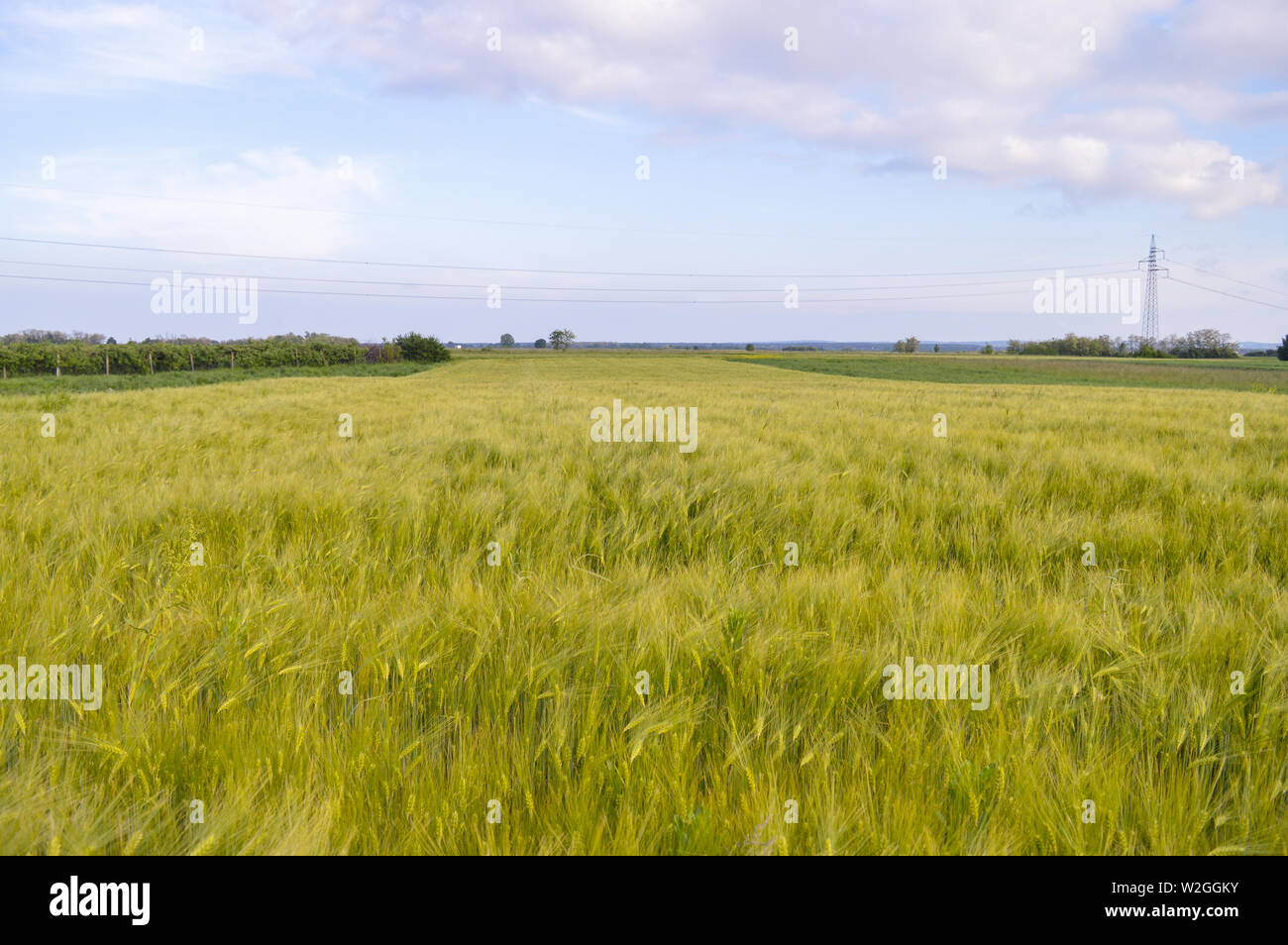 Wheat field landscape on sunny spring day Stock Photo