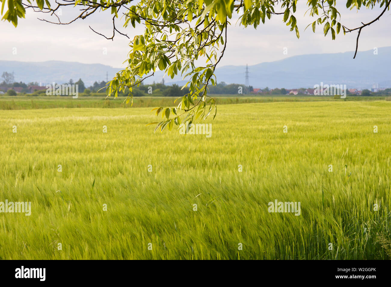 Countryside landscape with wheat field in Croatia Stock Photo