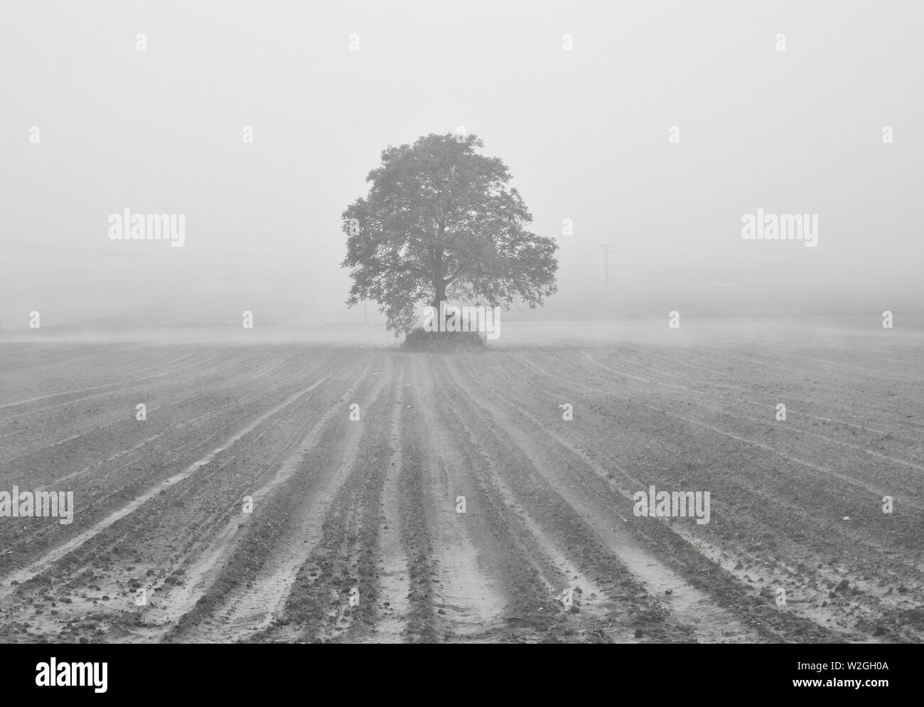 Lonely tree in ploughed field, misty landscape Stock Photo