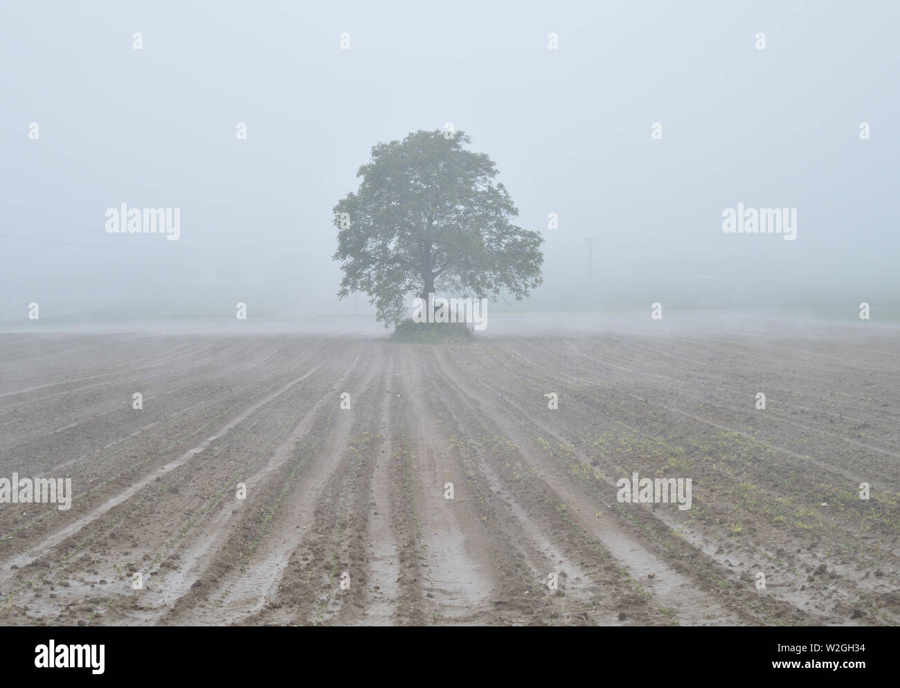Lonely tree in ploughed field, misty landscape Stock Photo
