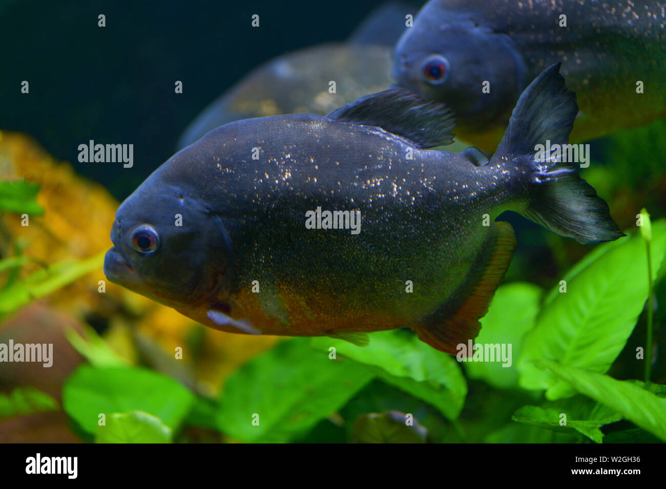 Predatory piranha fish swim in a transparent aquarium in a pet store. Horizontal photography Stock Photo
