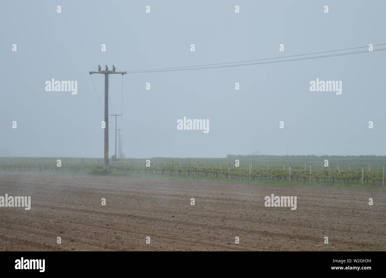 Electric poles in ploughed field and vineyard, misty landscape Stock Photo