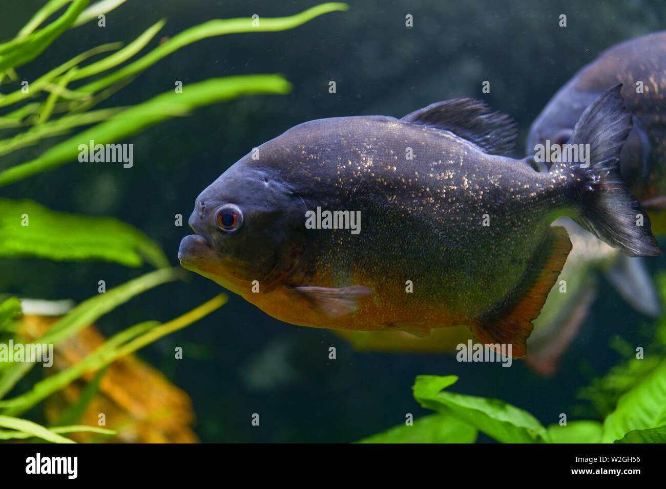 Predatory piranha fish swim in a transparent aquarium in a pet store. Horizontal photography Stock Photo