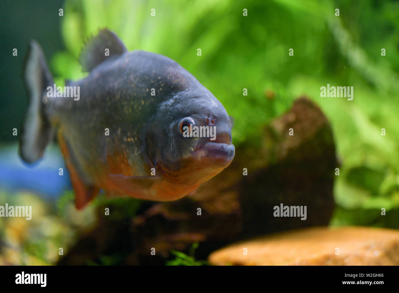 One big fish piranha close-up swims in a large transparent aquarium with green plants Stock Photo
