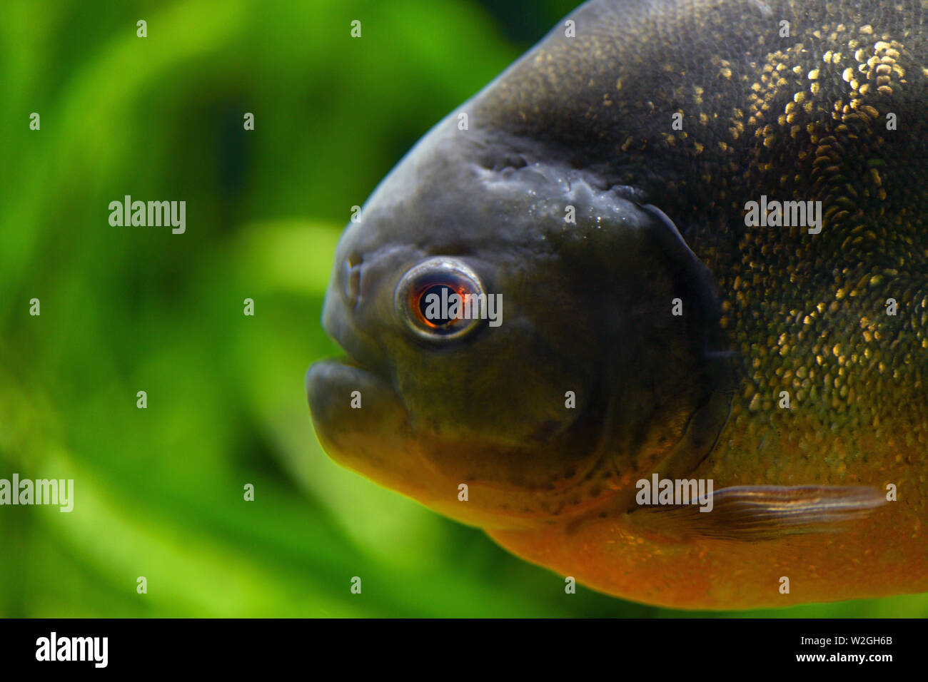 Big head predator fish piranha closeup. Macro photography. Horizontal photography Stock Photo