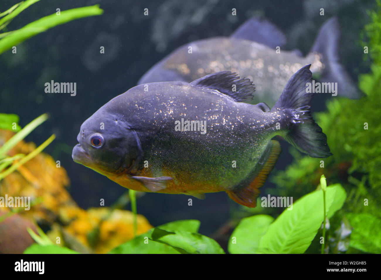 Predatory piranha fish swim in a transparent aquarium in a pet store. Horizontal photography Stock Photo