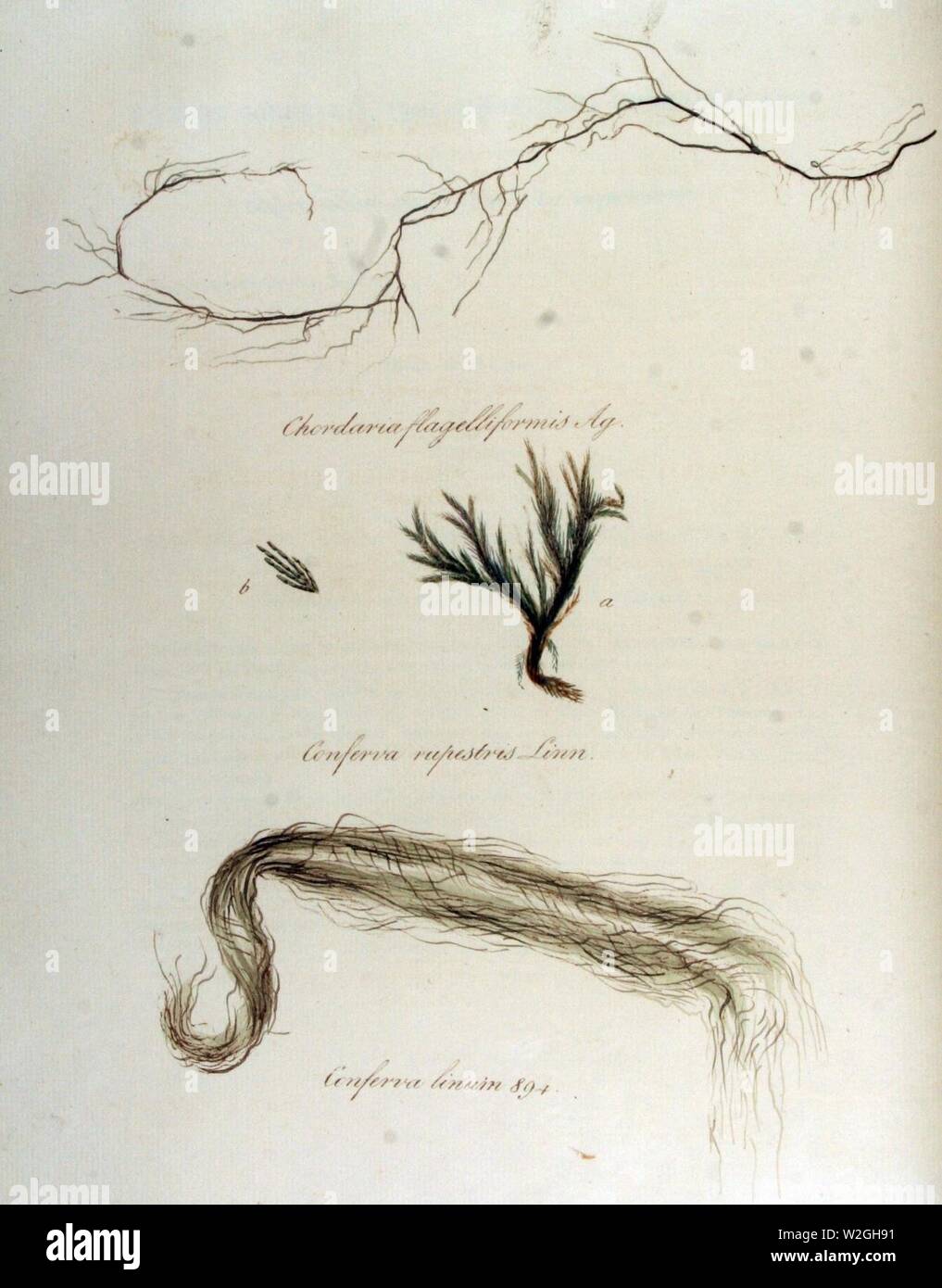 Chordaria flagelliformis — Flora Batava — Volume v12. Stock Photo