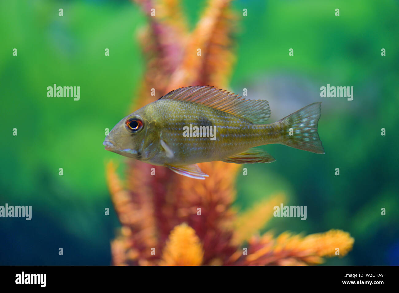 Cichlid fish in a transparent aquarium with a beautiful design Stock Photo