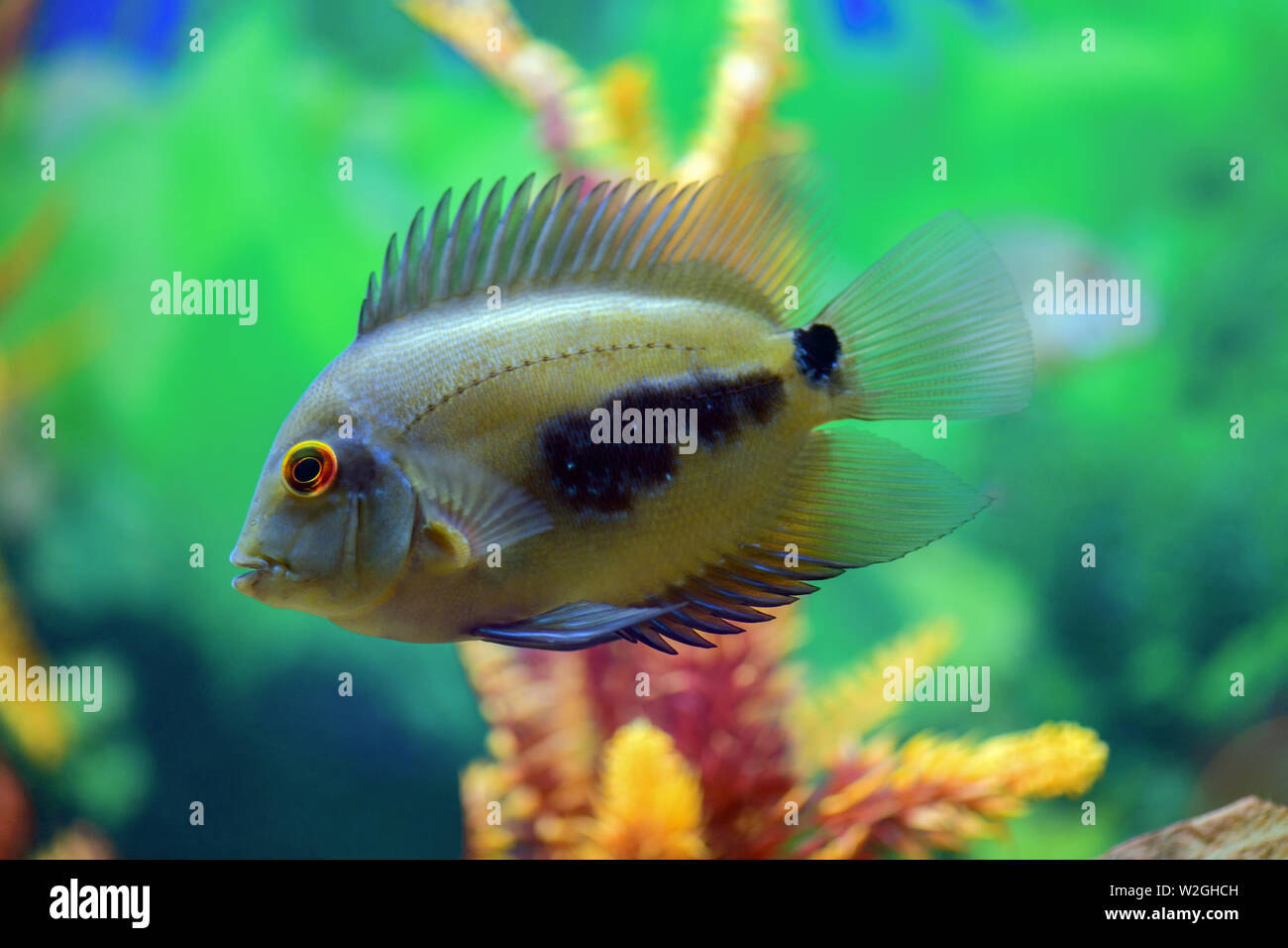 Uaru amphiacanthoide  black-spotted fish swims in a transparent aquarium with a beautiful bright design Stock Photo