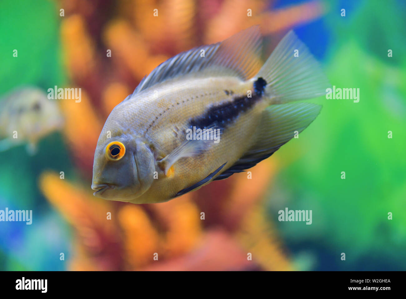 Uaru amphiacanthoide  black-spotted fish swims in a transparent aquarium with a beautiful bright design Stock Photo
