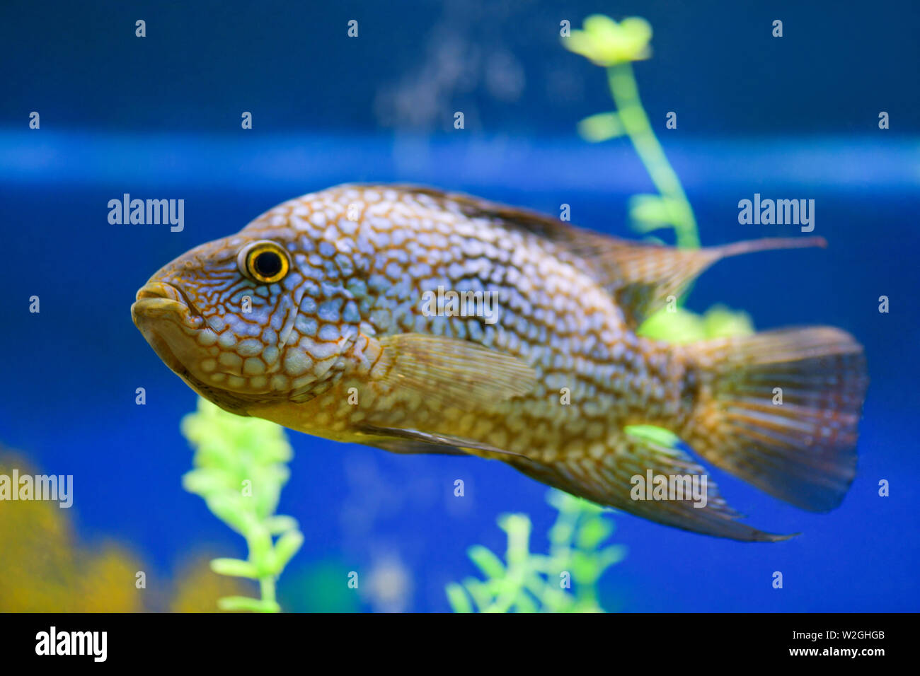 Herichthys cyanoguttatus. Cichlasoma diamond swims in a transparent tank. Close-up fish. Horizontal photography Stock Photo