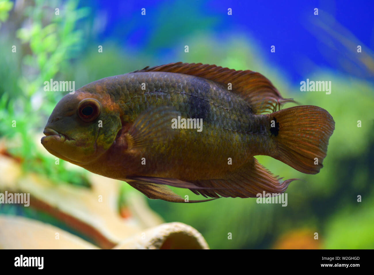 Fish-Cichlasoma innoplanta swims in a transparent tank with a beautiful design Stock Photo
