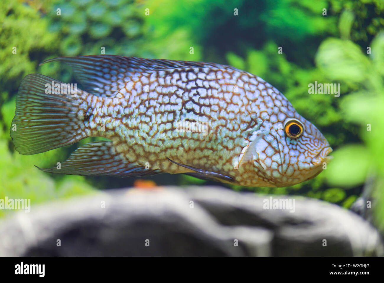 Herichthys cyanoguttatus. Cichlasoma diamond swims in a transparent tank. Close-up fish. Horizontal photography Stock Photo