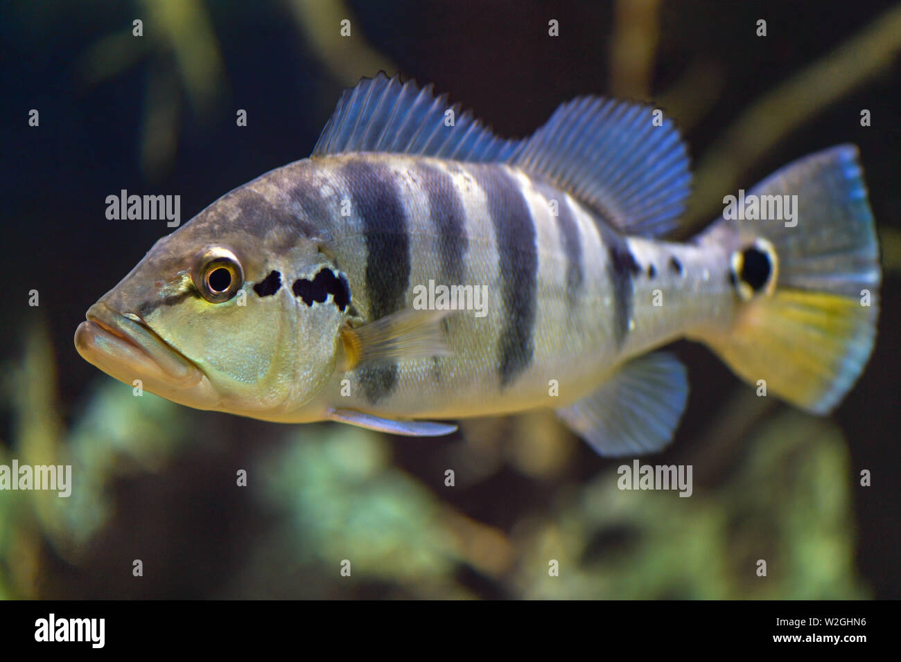 Big fish Cichla Azul  swims in a transparent aquarium. Horizontal photography Stock Photo