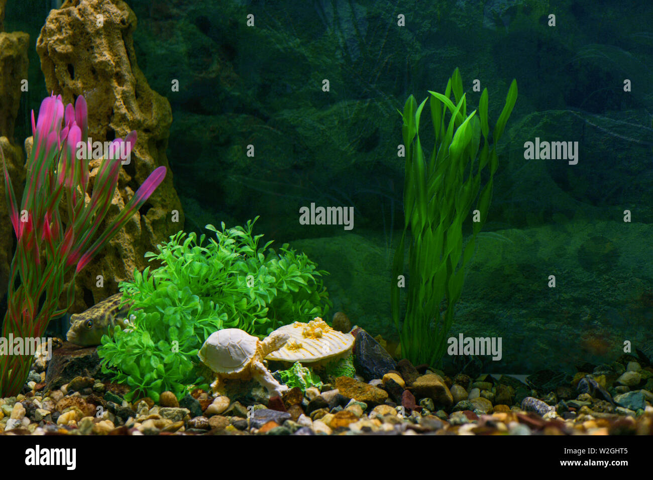 ontwerp Verlichten Fractie Aquarium decoration hi-res stock photography and images - Alamy