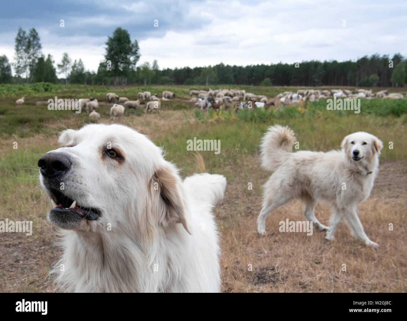 What Dogs Protect Goats