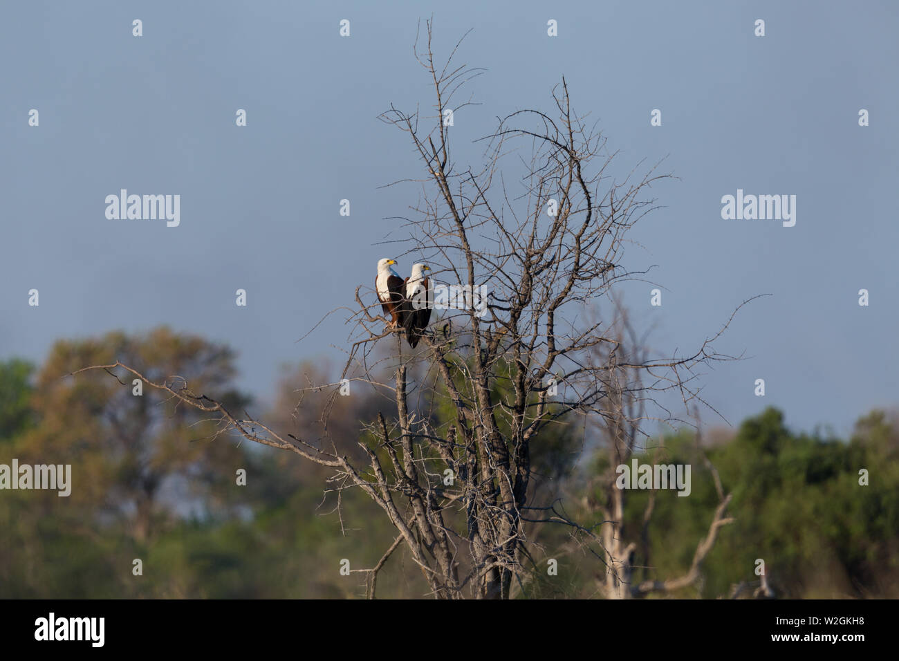 two natural African fish eagles (haliaeetus vocifer) sitting on tree Stock Photo