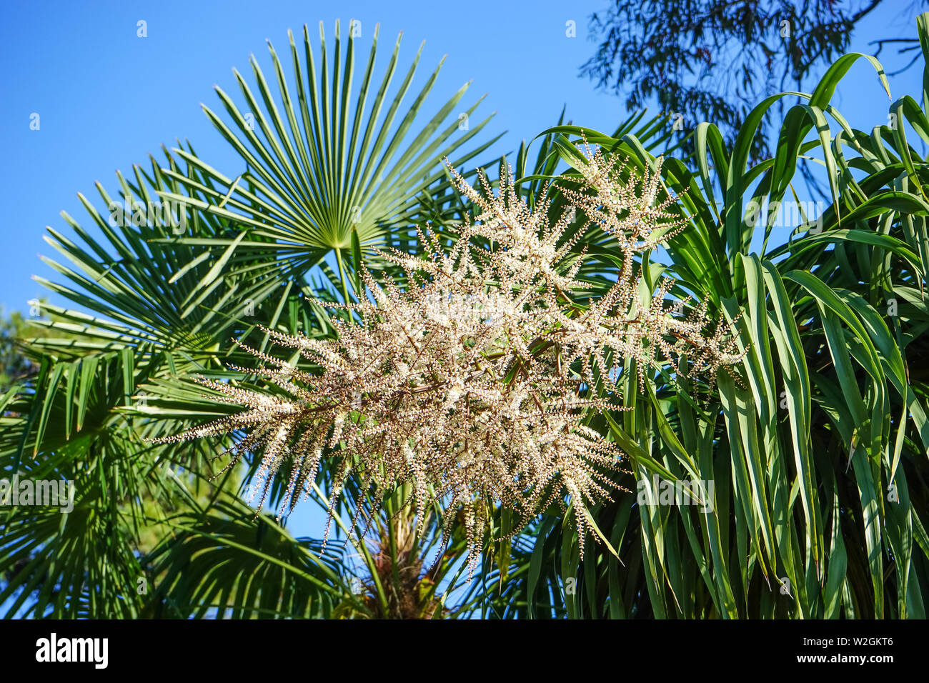 Background summer tropical plants hi-res stock photography and images ...