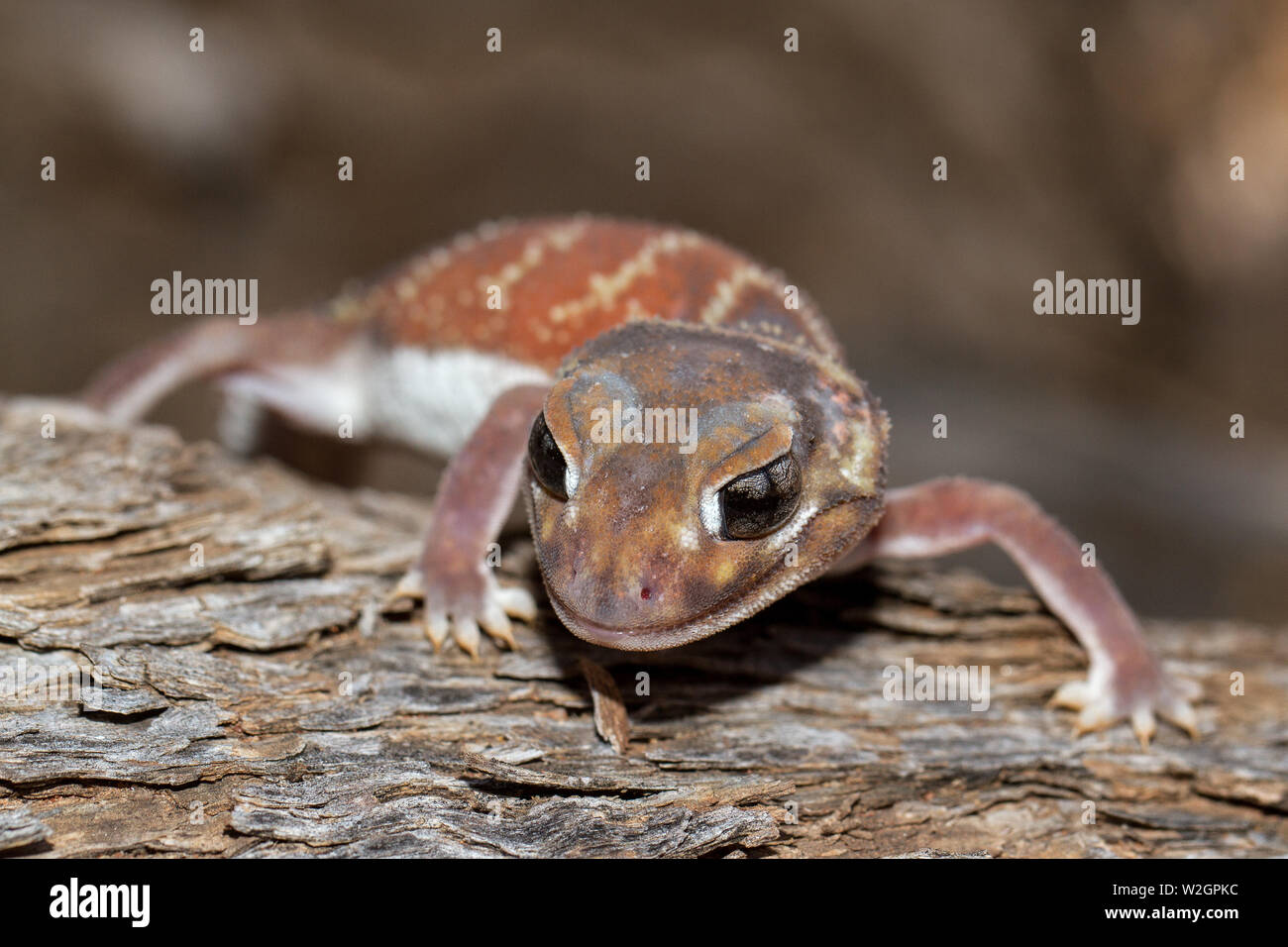 Smooth Knob-tail Gecko Nephrurus levis Stock Photo