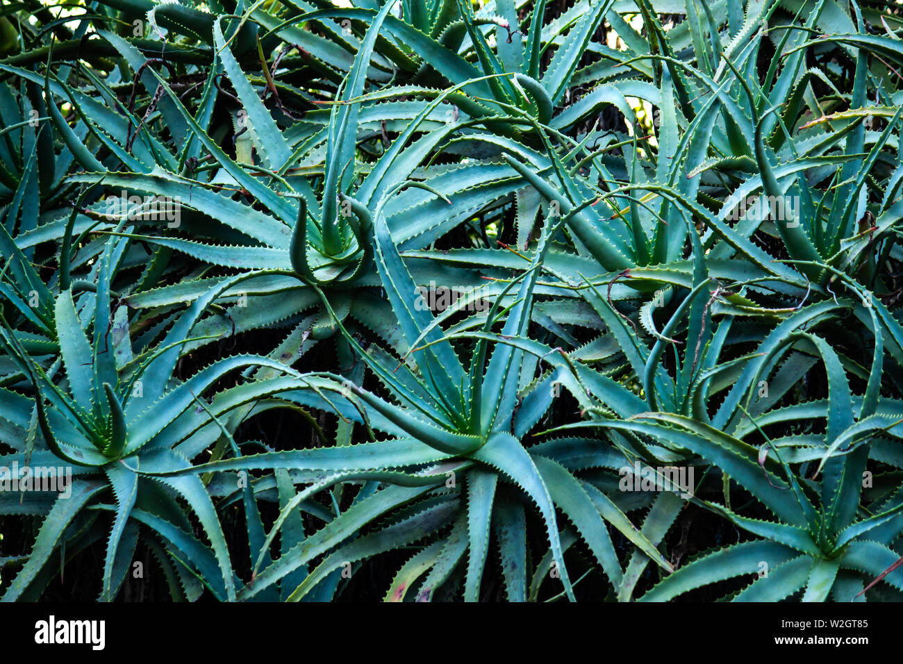 Mass planting of green aloe vera succulent plants with spikey leaves ideal as natural background Stock Photo