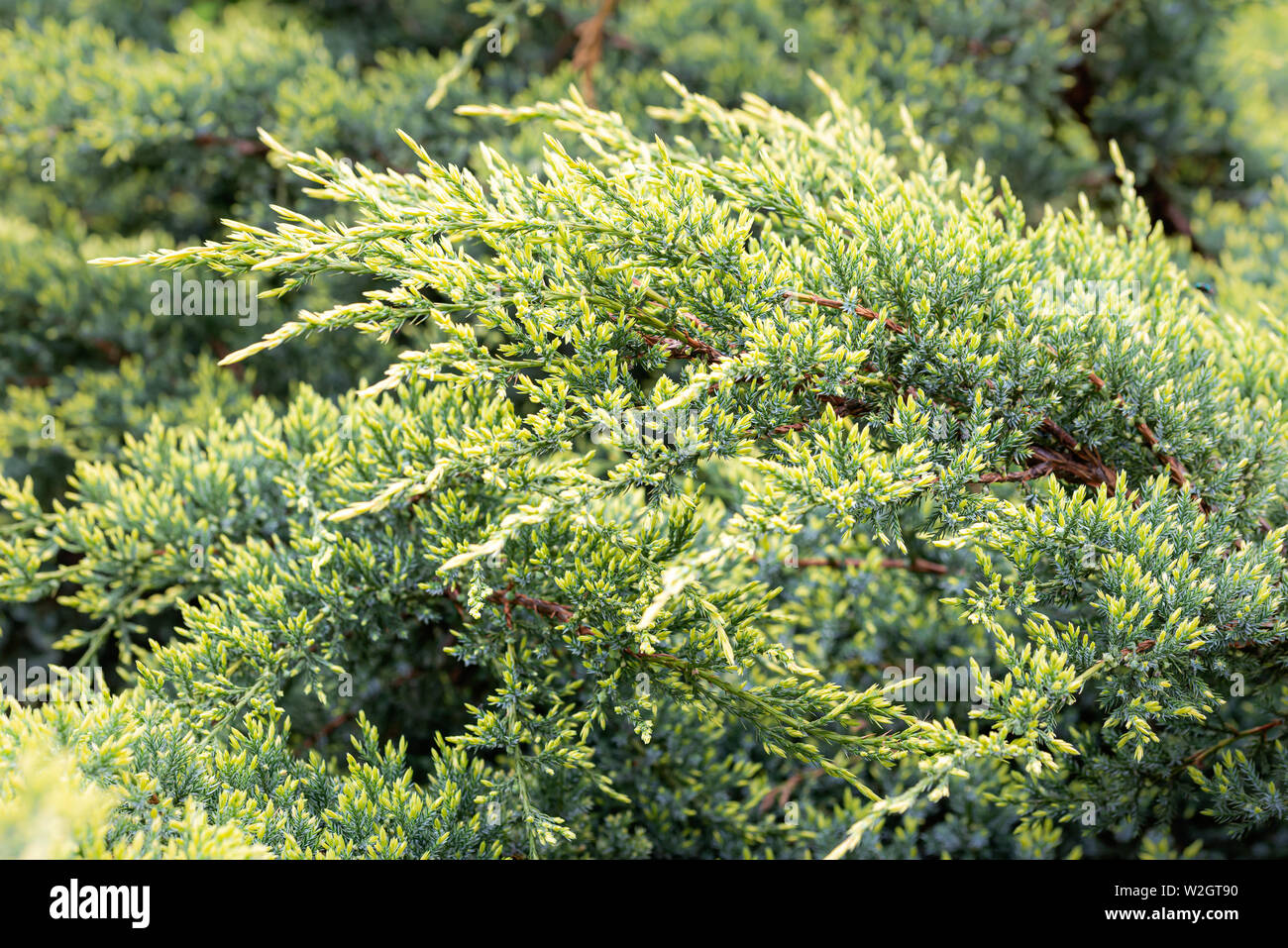 Close-up of Juniperus horizontalis 'Golden carpet', also known as creeping juniper or creeping cedar, with young light green sprouts at the beginning Stock Photo