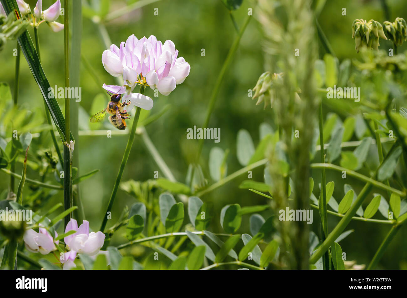 Bumble bee and wet flower hi-res stock photography and images - Alamy
