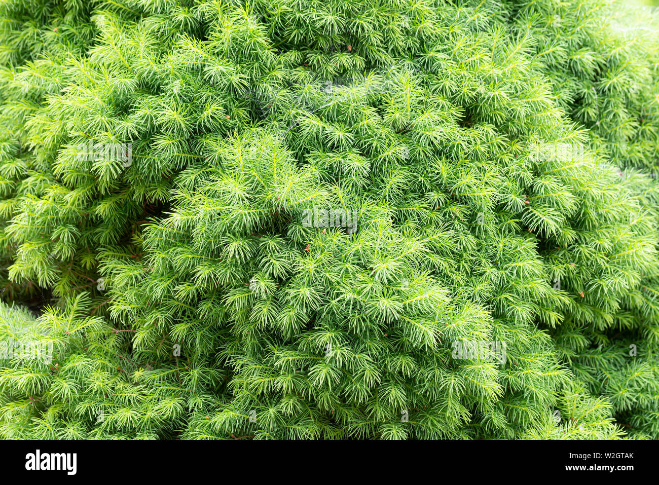 Close-up detail of a young Picea Abies Nidiformis with fresh sprouts in spring, appearing as a texture or background. Stock Photo