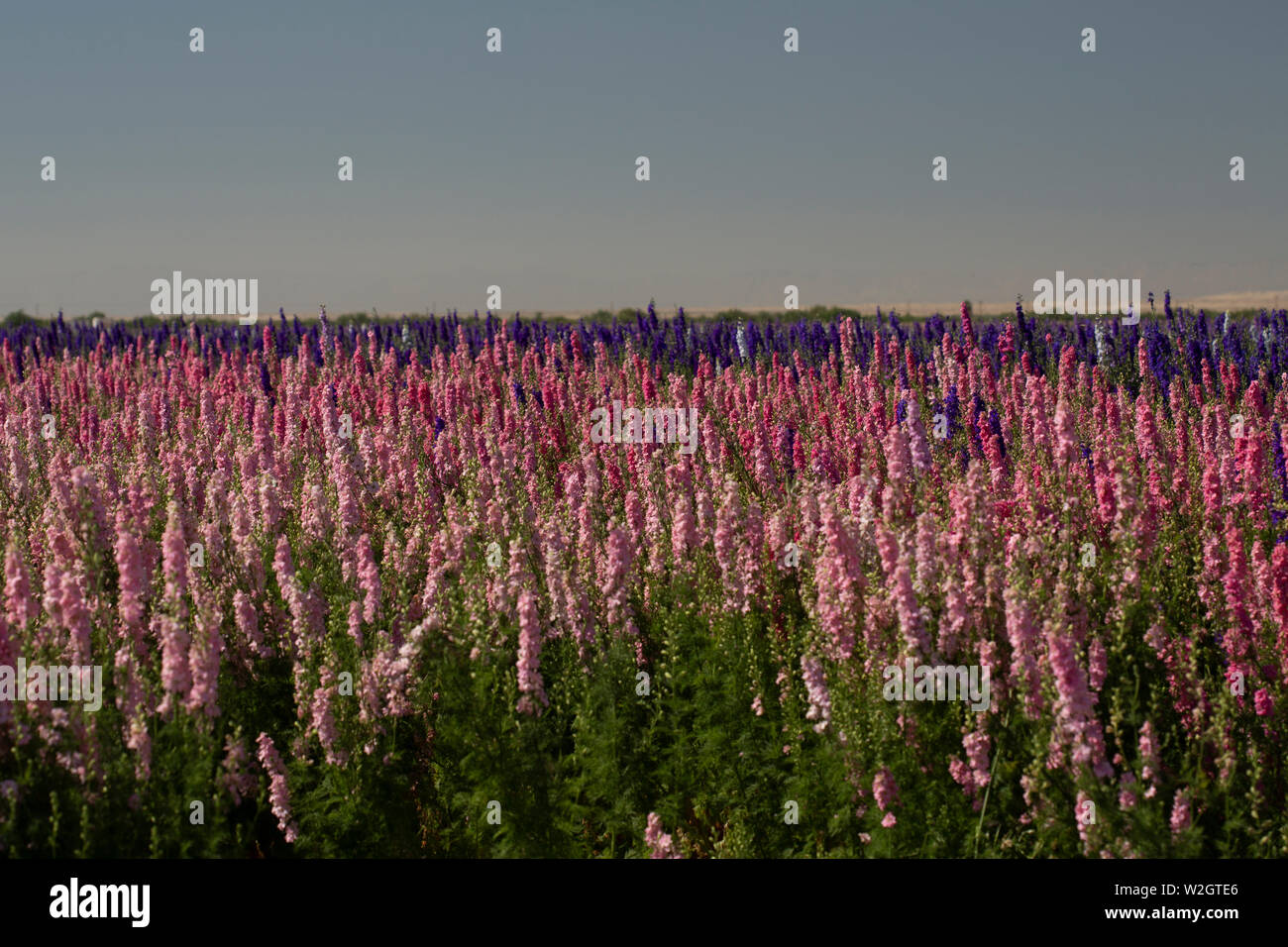 Fields of purple, pink, white, and red flowers in Imperial Valley California Stock Photo