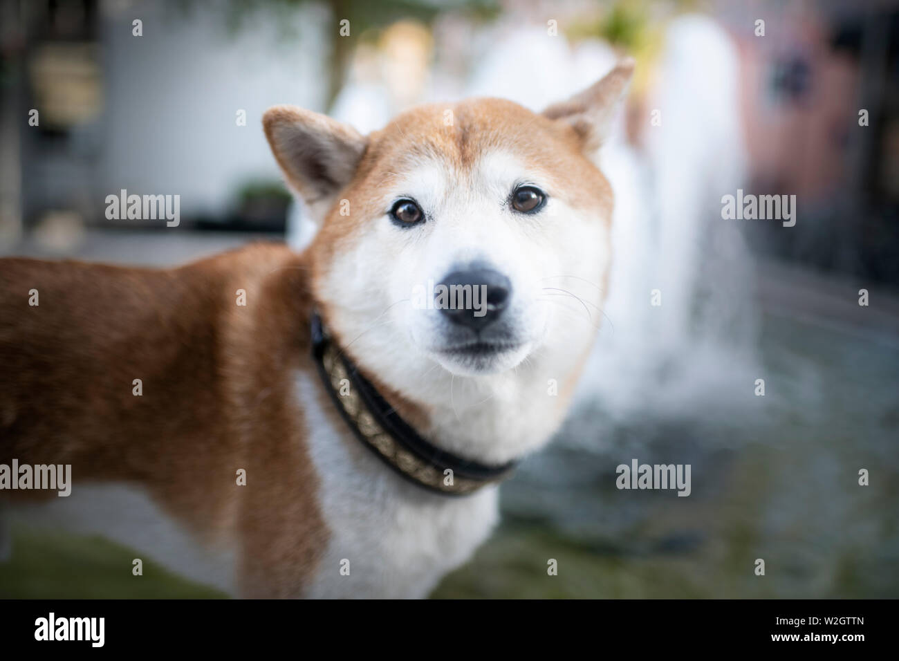 Shiba Inu In The City Shiba Inu With Leash Dog With His