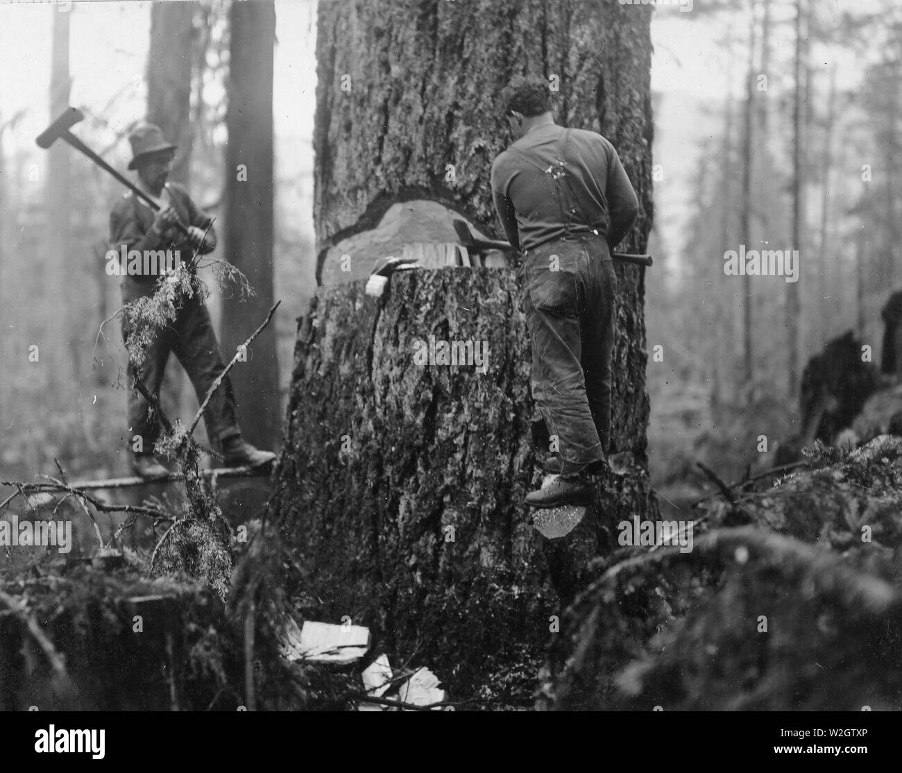 Lumbering - Cutting trees for wooden ship construction. Loggers at work on a large Douglas Fir tree - State of Washington ca. 1918 Stock Photo