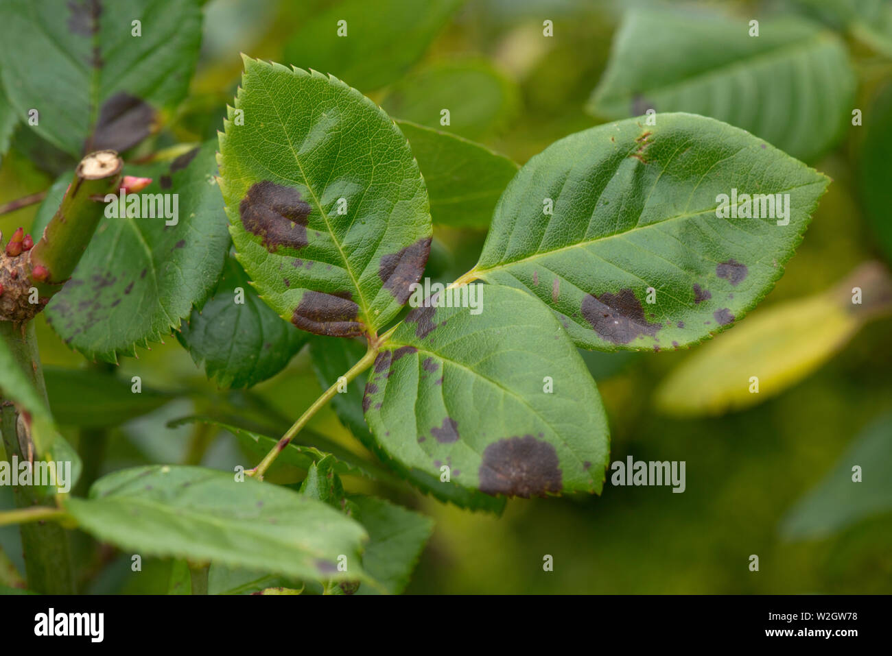 Black spot, Diplocarpon rosae, discreet dark lesions on young rose leaves, Berkshire, June Stock Photo