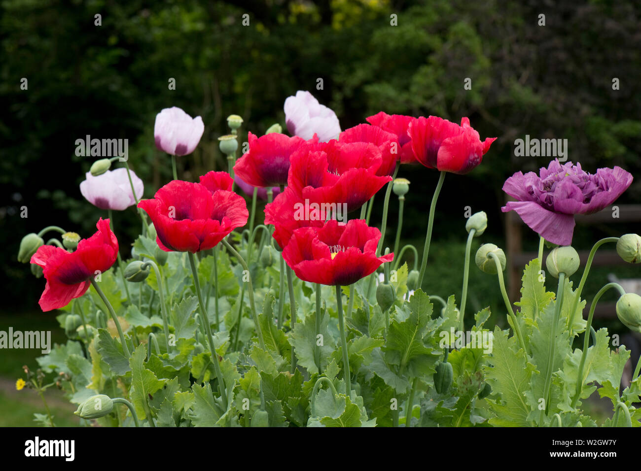 red, white and purple opium poppies, Papaver somniferum, brightly coloured flowers of this annnual poppy in a country garden, June Stock Photo