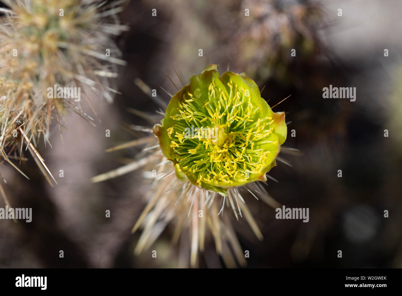 Wild Yellow Cholla flower blooming in the mojave desert Stock Photo