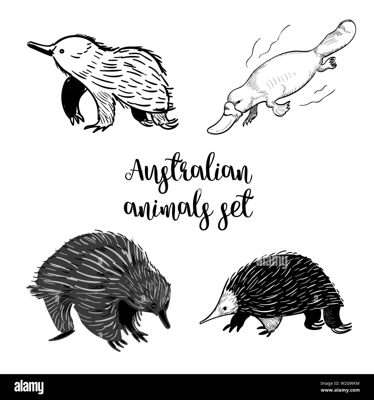 Animals of Australia set of sketshes. Echidna, platipus doodle isolated on white background. Vintage. Vector. Black and white Stock Vector