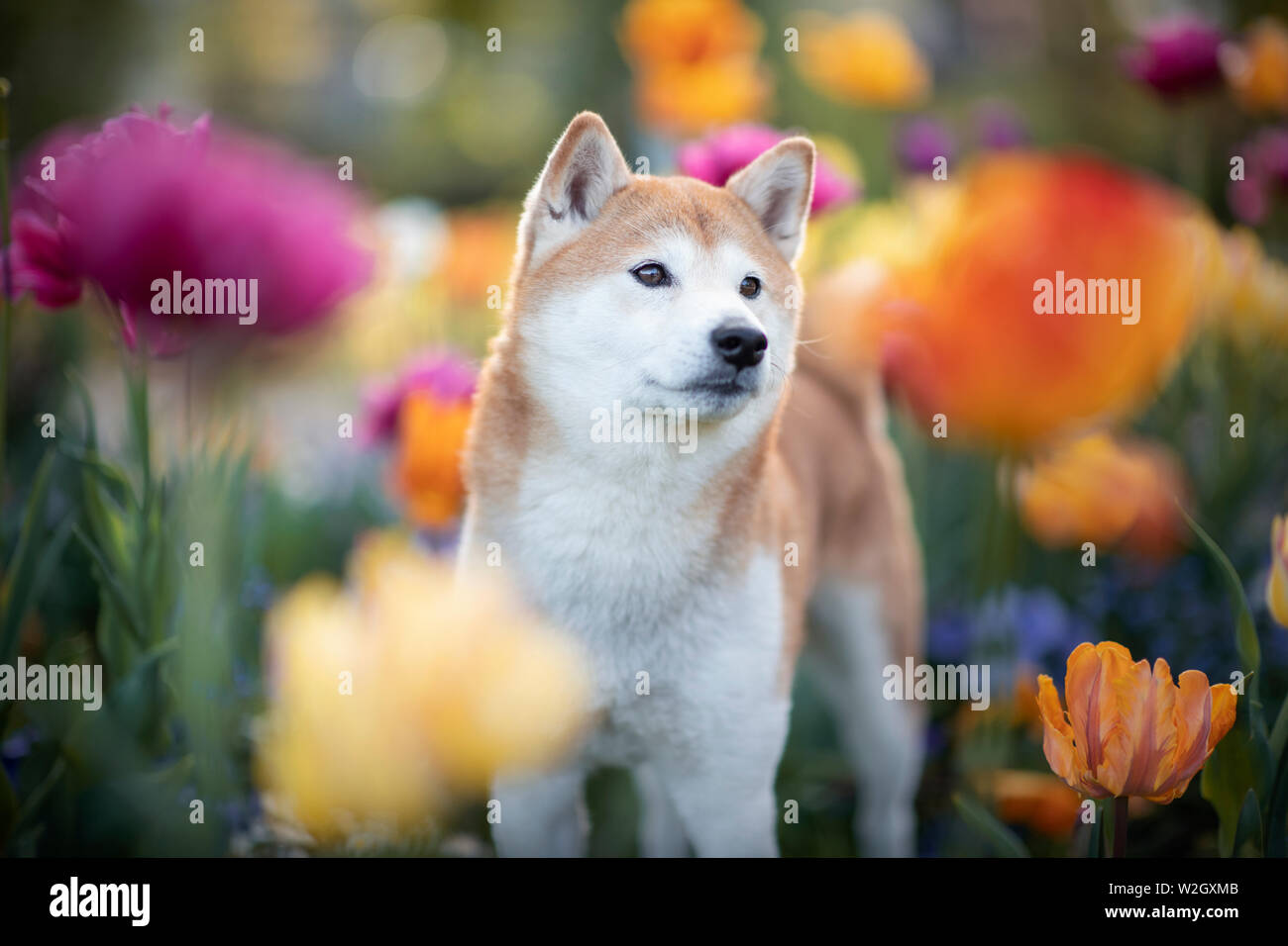 Japan Dog Run Stock Photos Japan Dog Run Stock Images