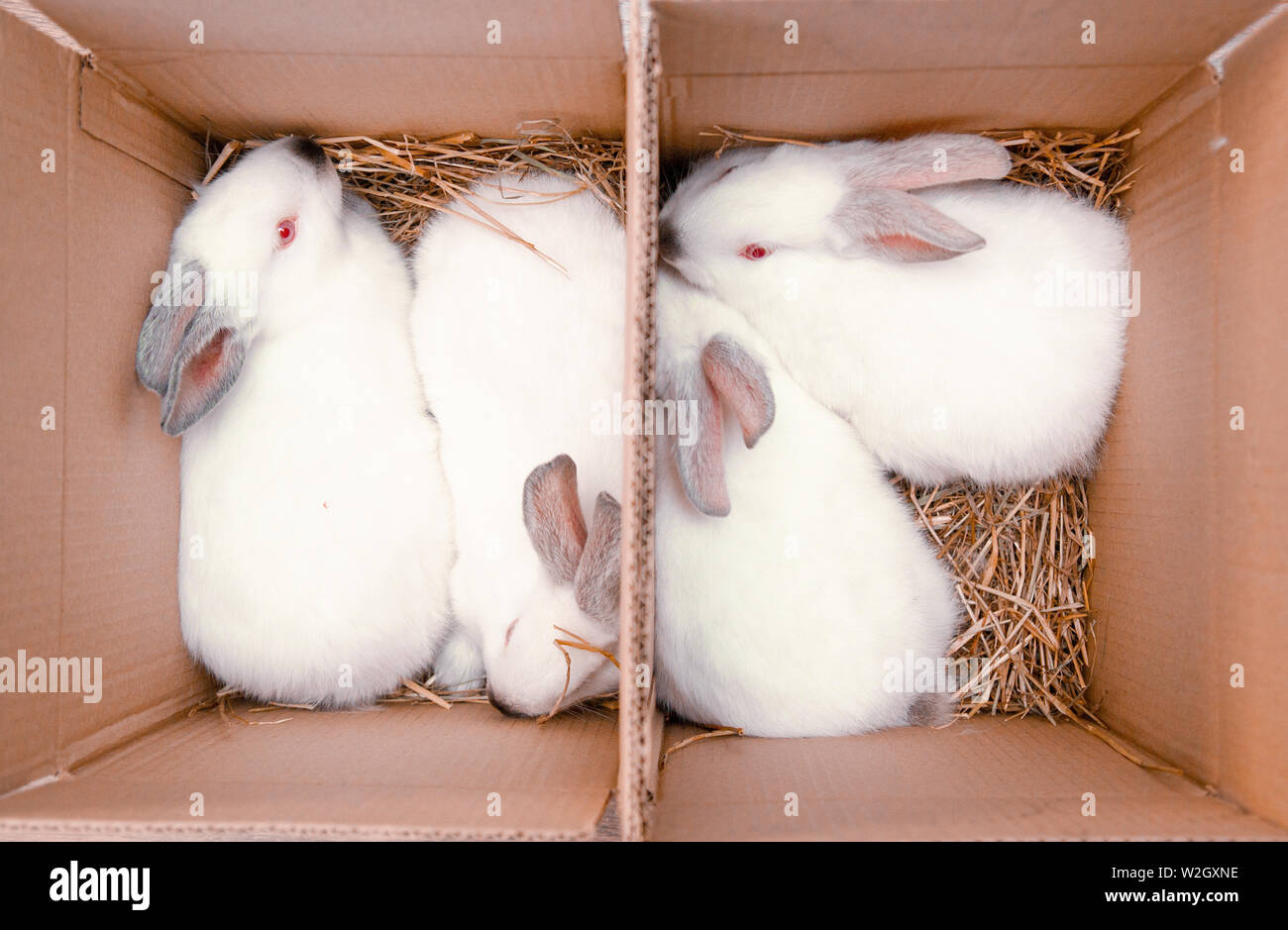 Four white hares are sitting in a cardboard boxes. Easter bunny rabbits