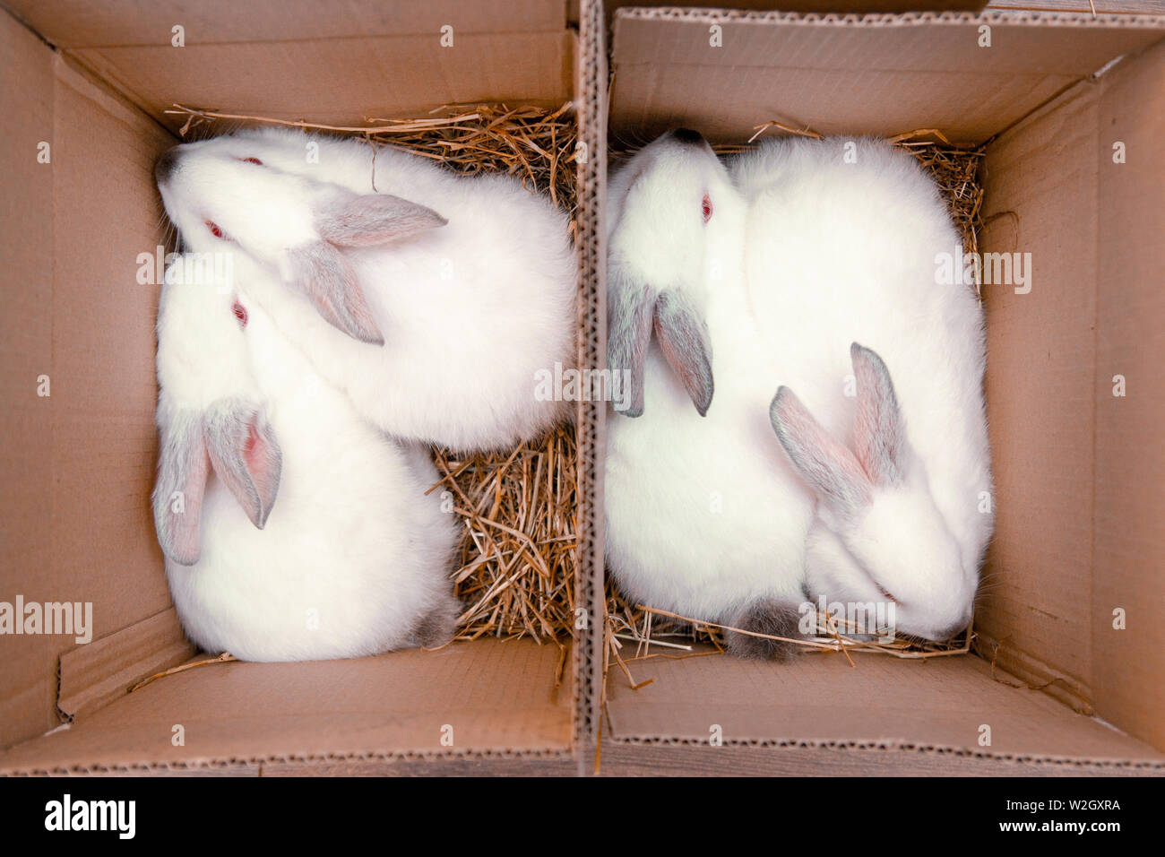Four white hares are sitting in a cardboard boxes. Easter bunny rabbits