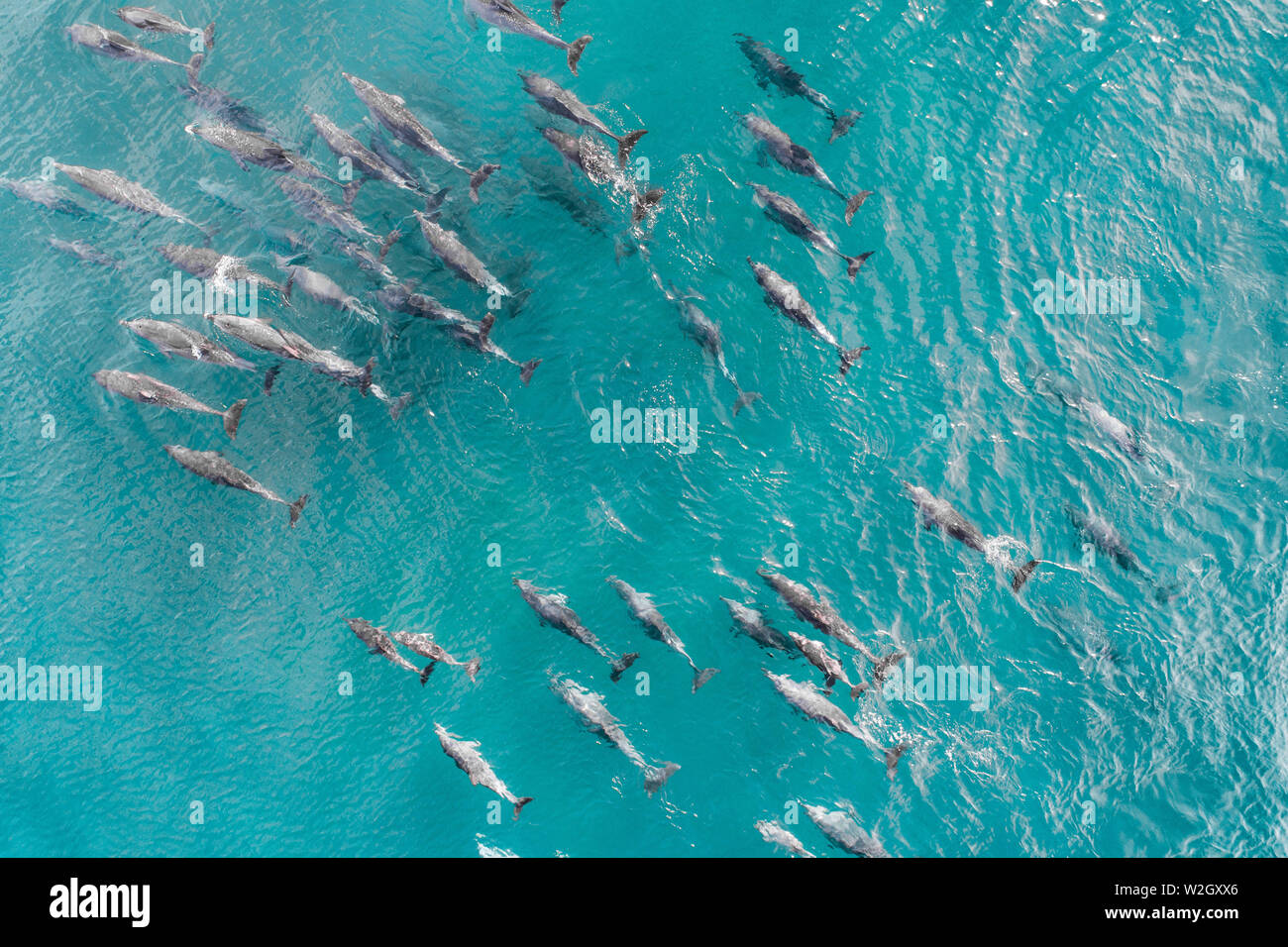 Aerial shot of a squad, school of dolphins cruising in the warm tropical water. Beautiful aerial of a large group of dolphins in blue turquoise water Stock Photo