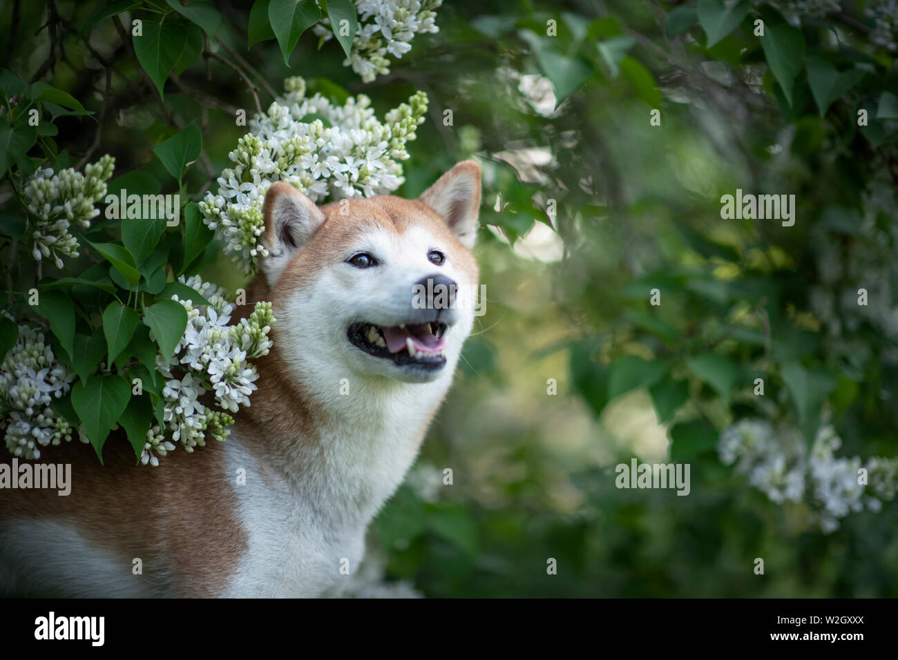 Dog Between Flowers In Spring Shiba Inu In A Field Of