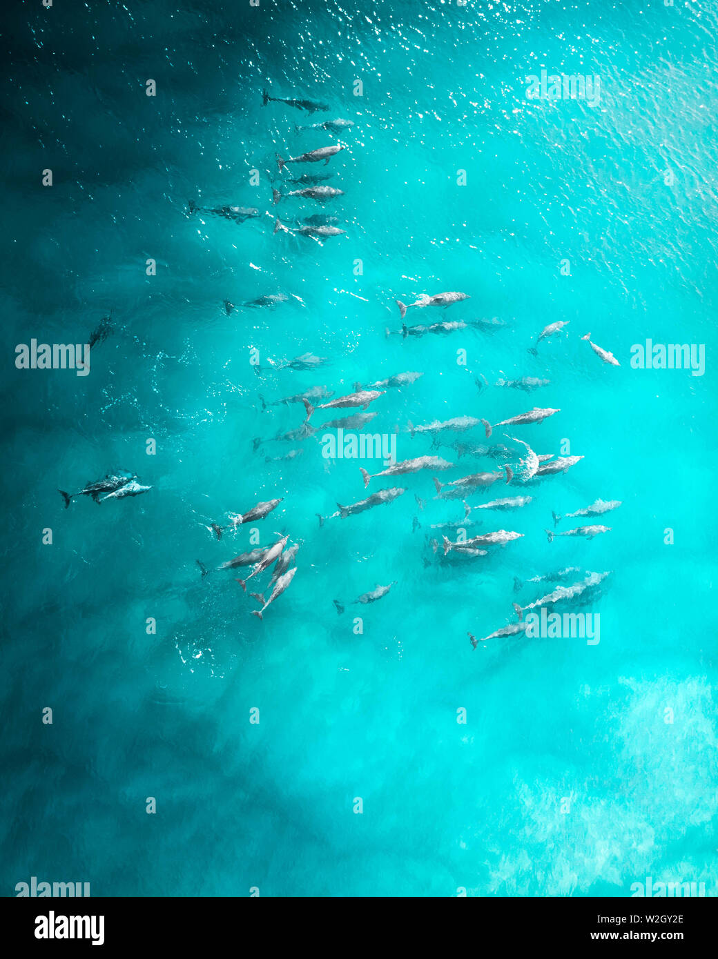 Aerial shot of a squad, school of dolphins cruising in the warm tropical water. Beautiful aerial of a large group of dolphins in blue turquoise water Stock Photo