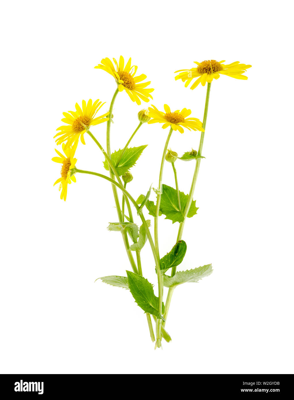 Wild field yellow flowers isolated on white background. Stock Photo