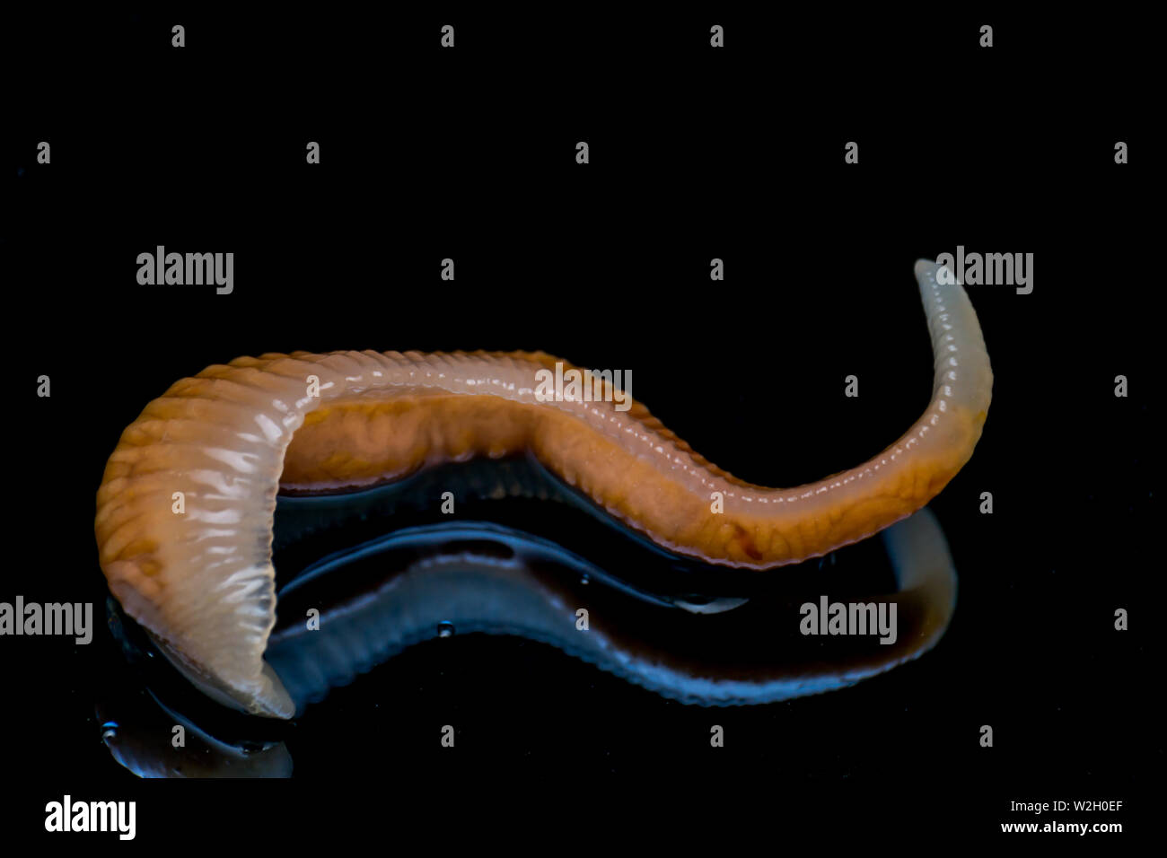 Close-up photo of Linguatula serrata or Tongue worm Stock Photo