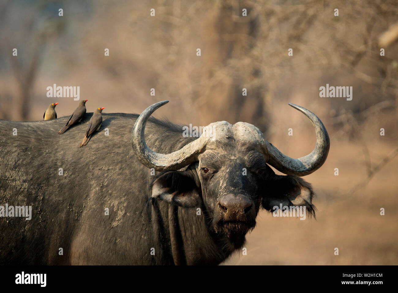 Mana Pools National Park. Stock Photo