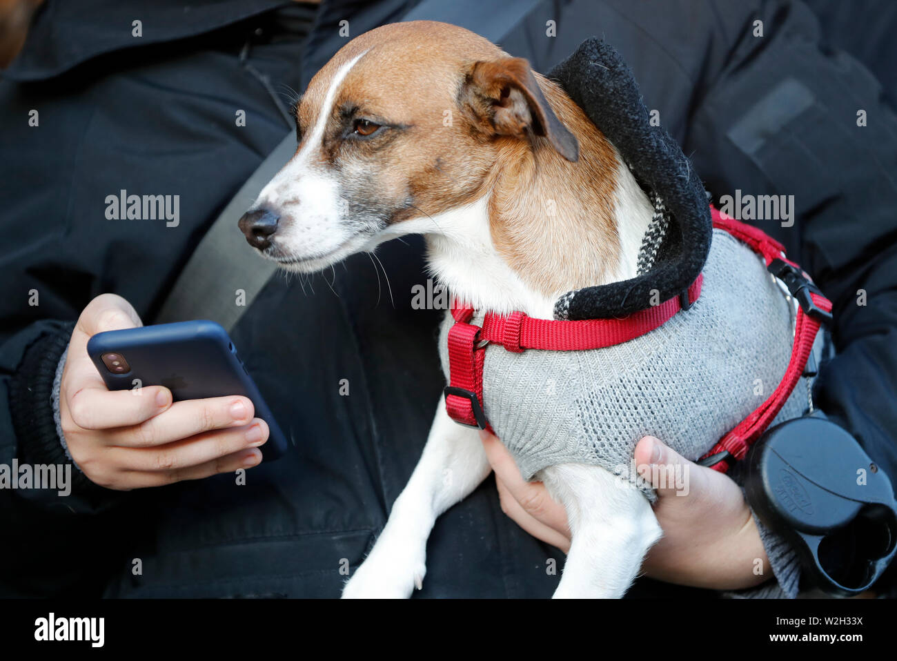 Dog Using Smartphone Dog with smartphone hi-res stock photography and images - Alamy