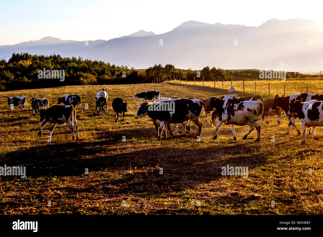 Cattle in Istog, Kosovo Stock Photo - Alamy