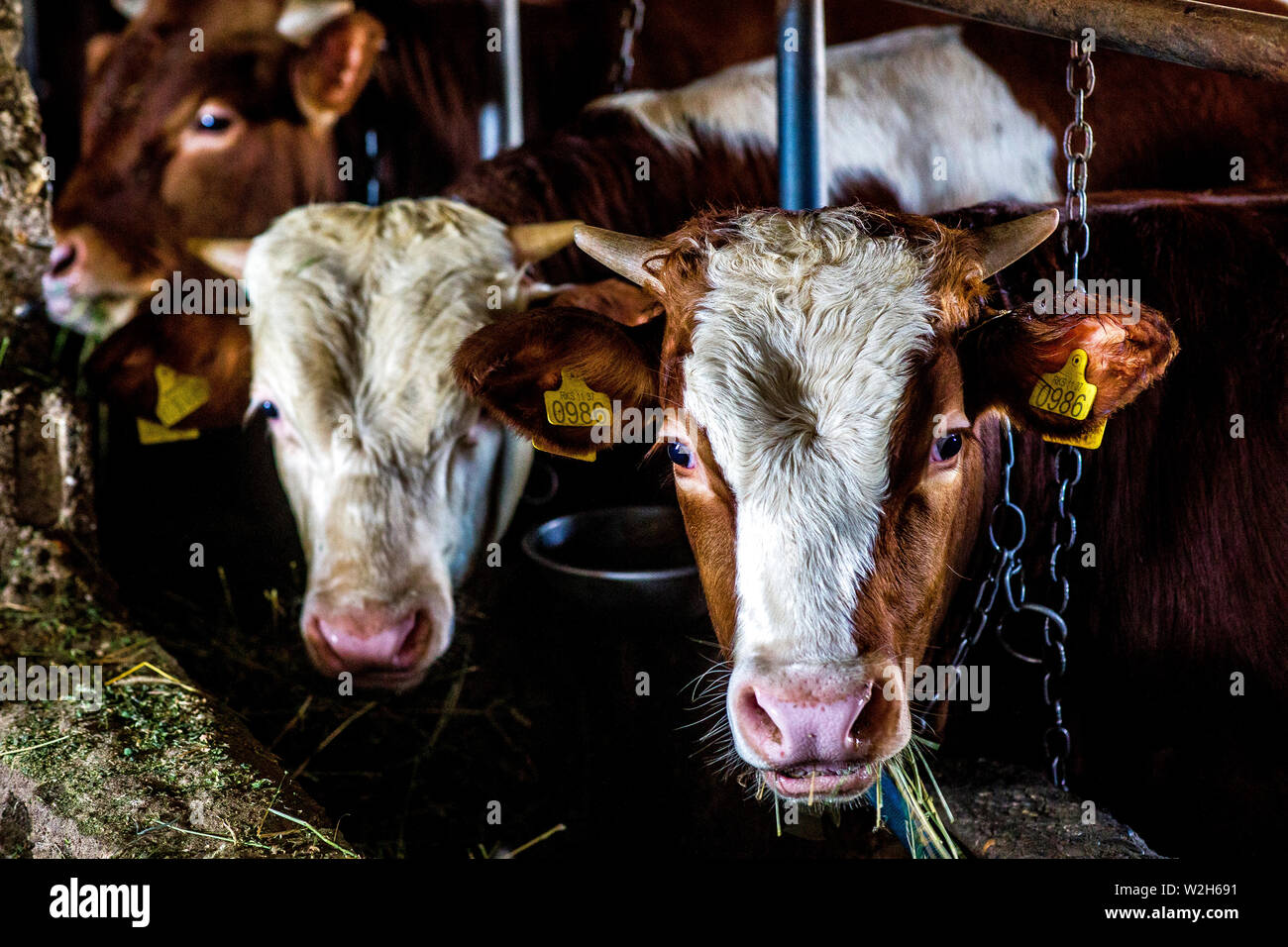 Kosovo farming hi-res stock photography and images - Alamy