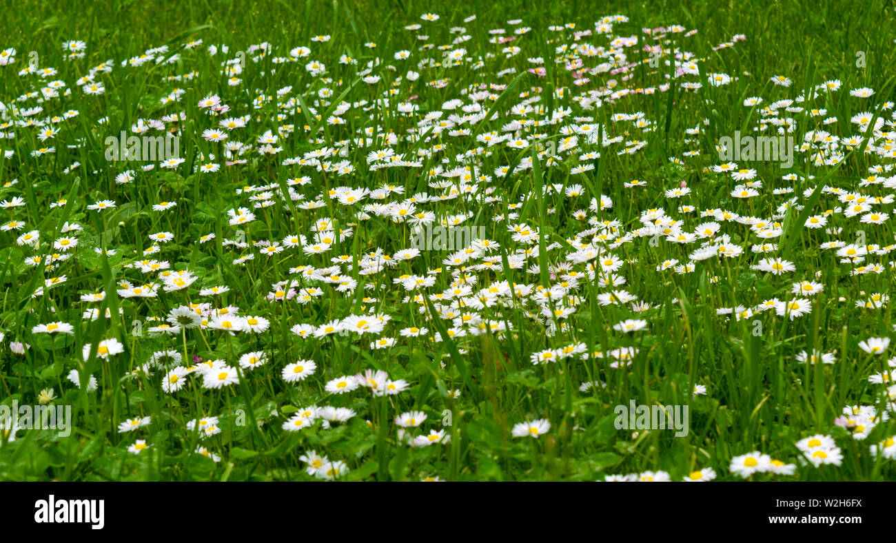 common daisy flowers in green grass lawn background Stock Photo