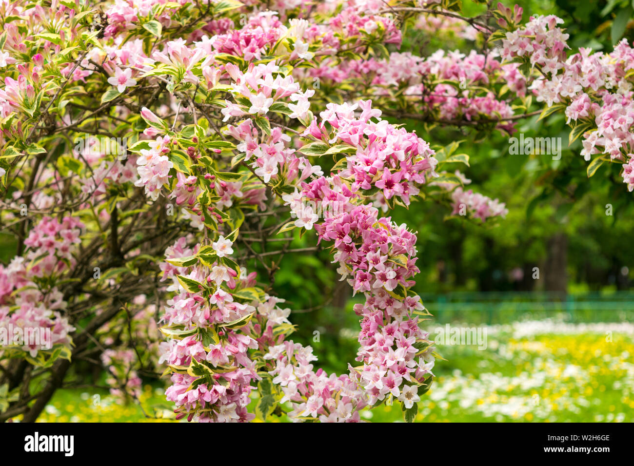 Weigela High Resolution Stock Photography And Images Alamy