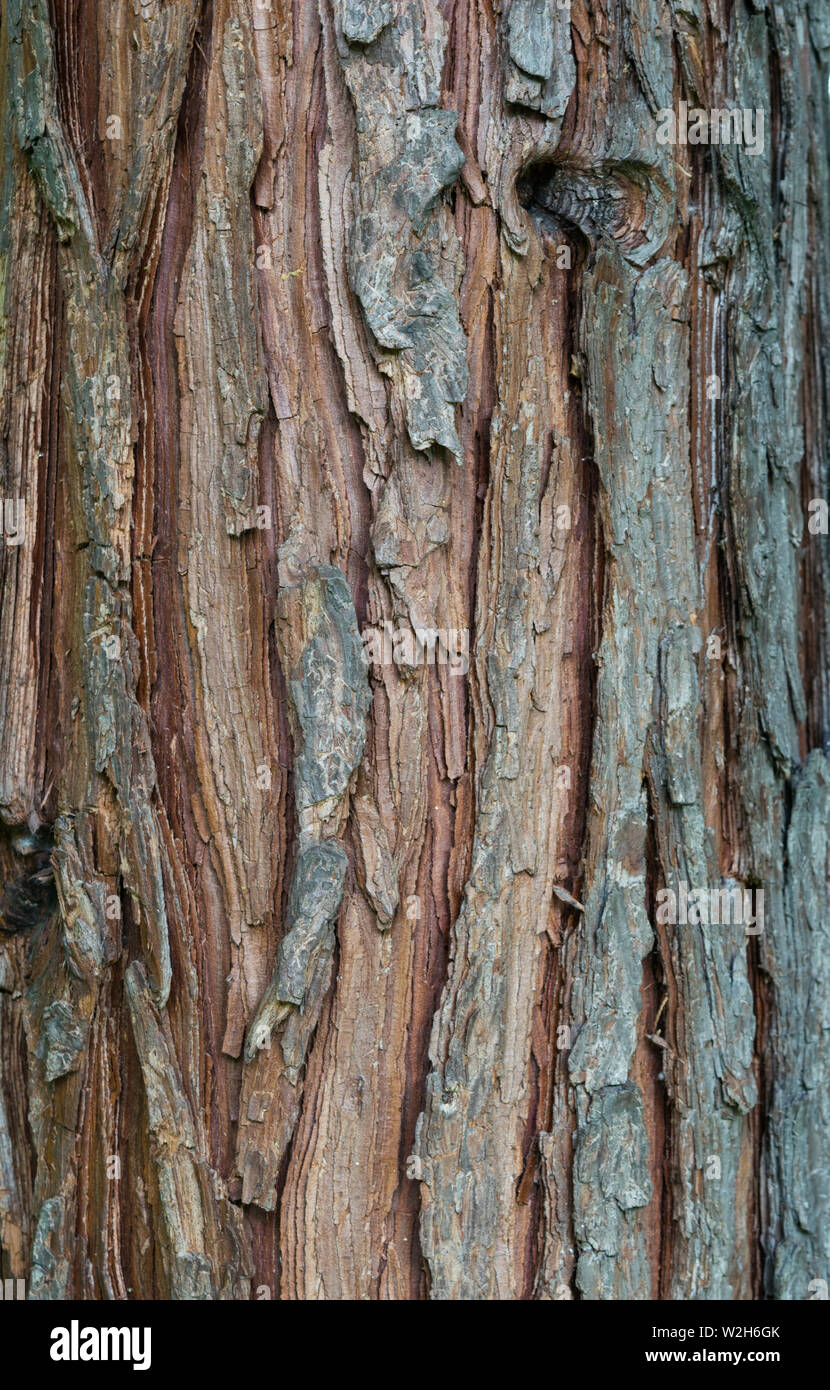 pine tree bark texture background - vertical photograph Stock Photo