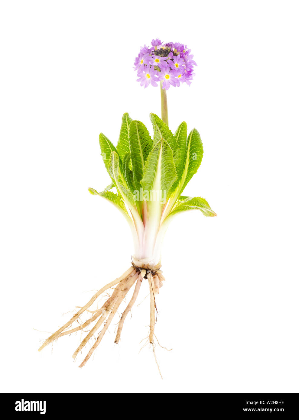 Primula plant with roots, leaves and purple flower head.  Stock Photo